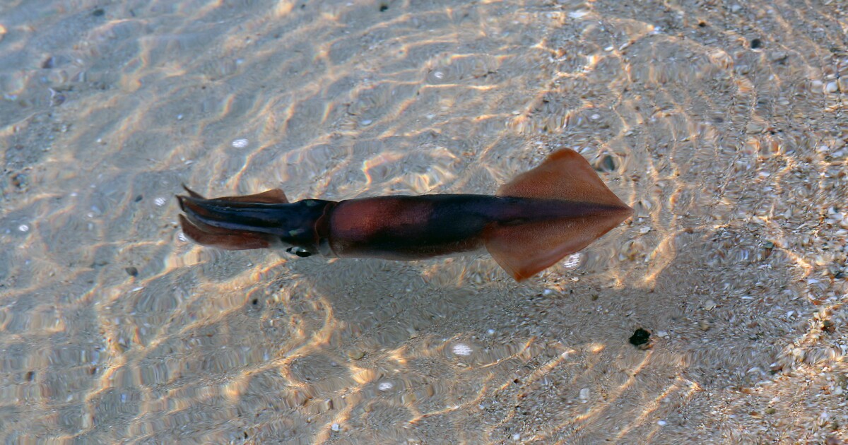 Secret of squid invisibility used to turn human cells transparent