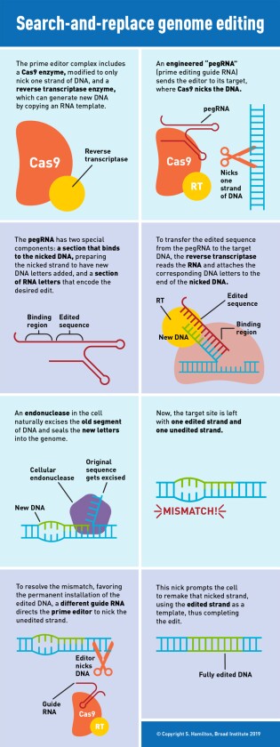 A graphic showing how the new CRISPR prime editing system works