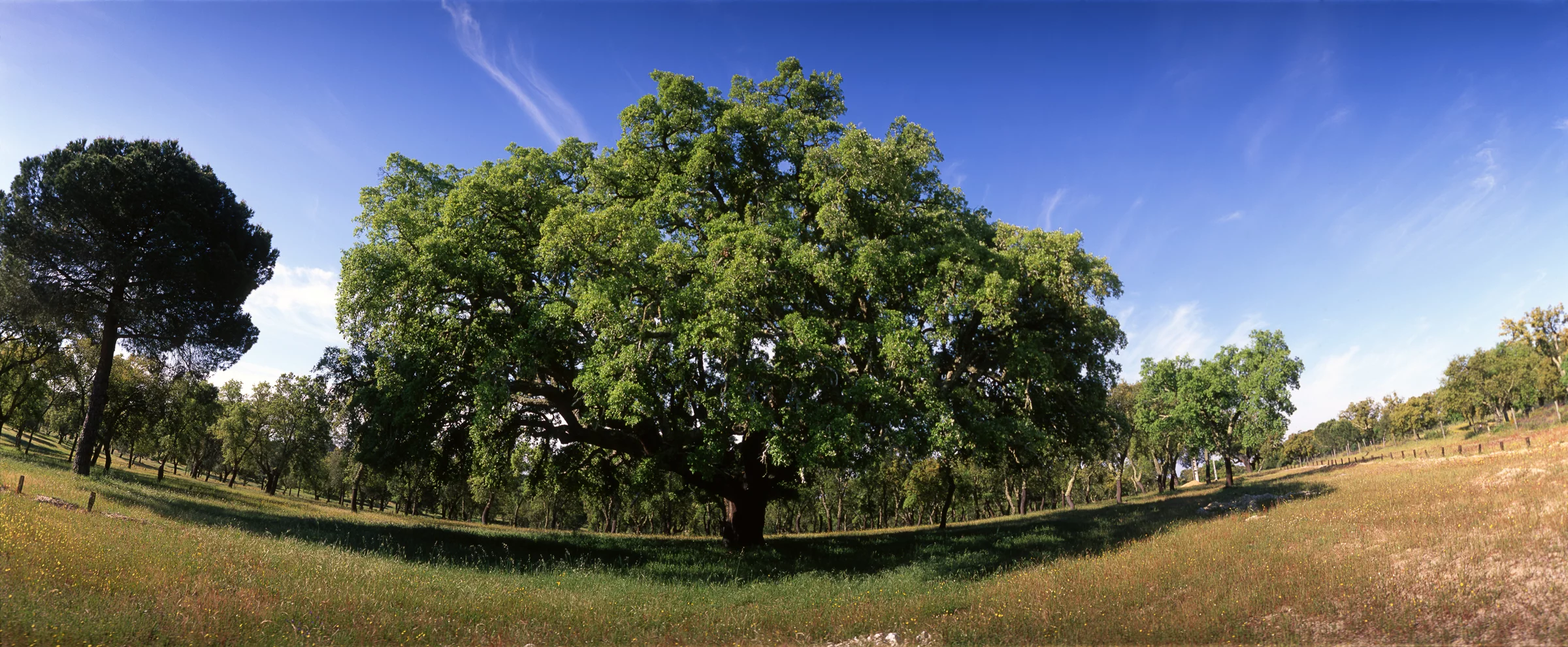 A cork tree