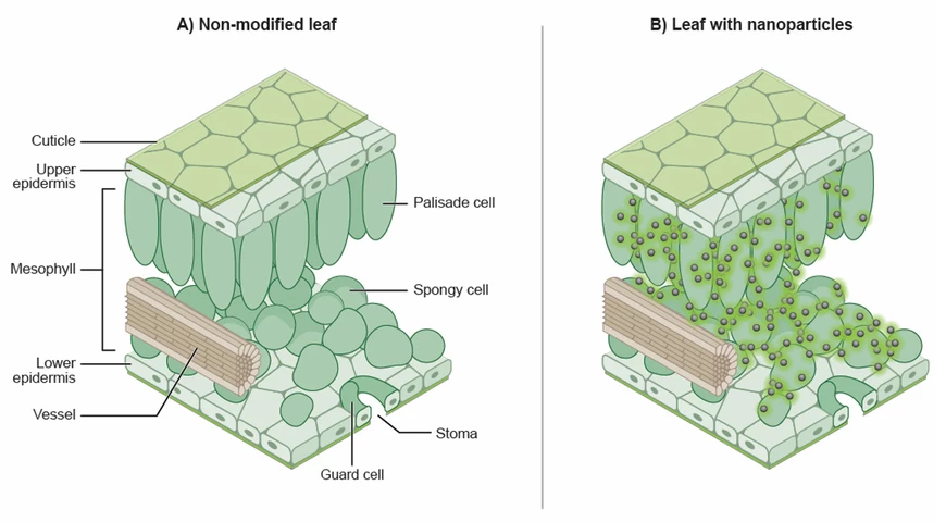 A diagram showing where the nanoparticles accumulate inside the plants