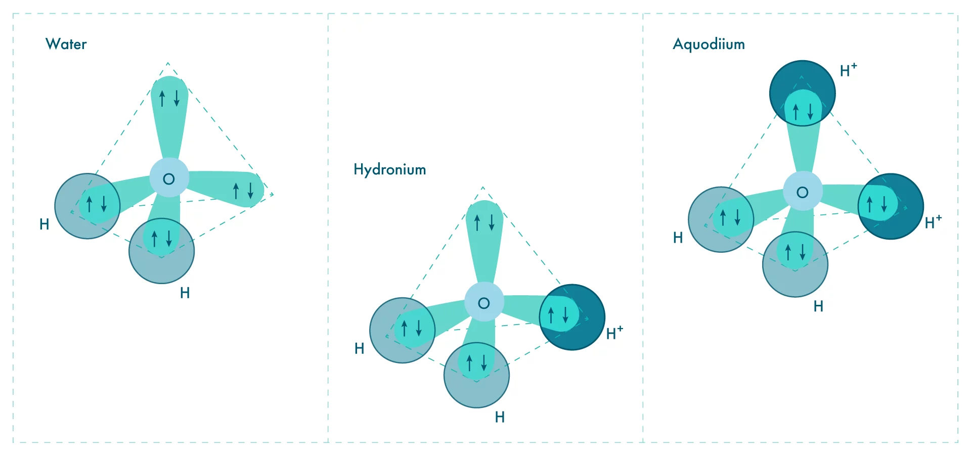 Diagrams of the structure of water, hydronium and aquodiium molecules