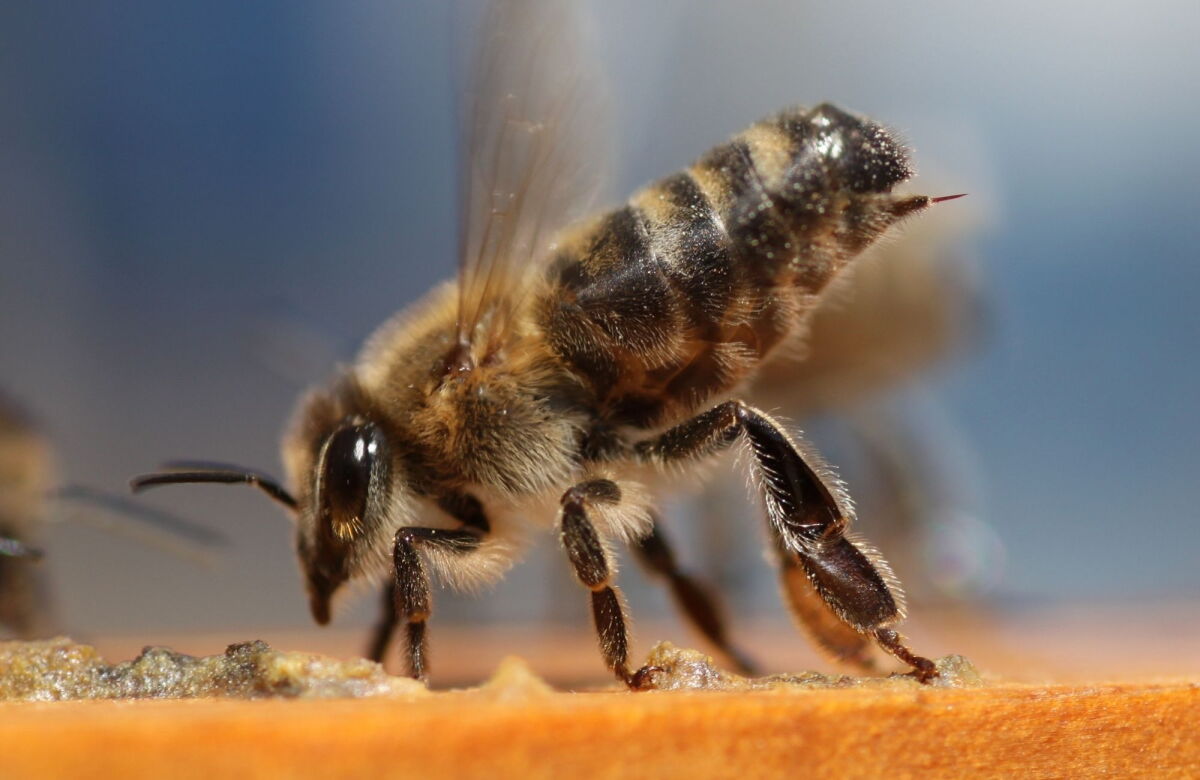 High-speed video reveals bee’s unique venom pump in action