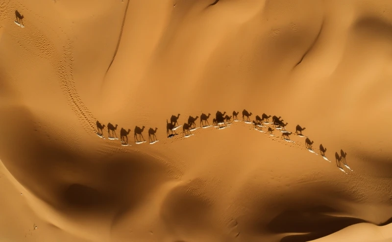 Camel Convoy: Commended in the Wildlife category
