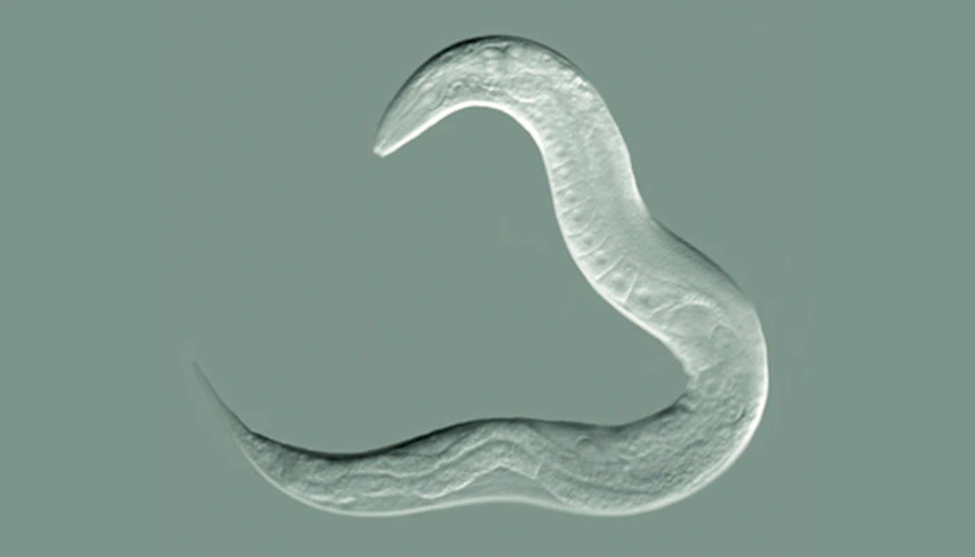 The worm species C. elegans has been found to pass down learned behaviors through four generations