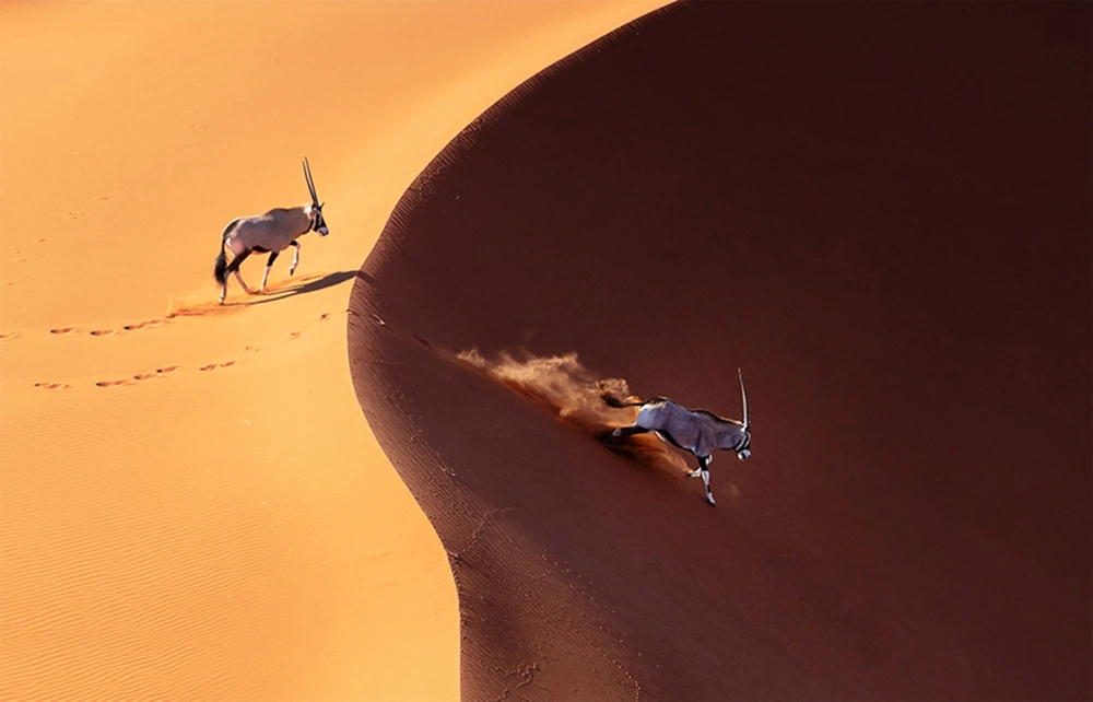 Nominee, Professional, Wildlife/Animals. Oryx on the sand dunes of the Namib desert