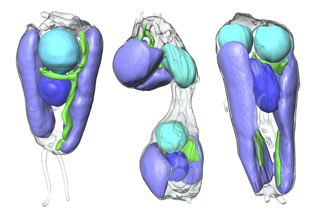 細胞分裂のさまざまな段階における Braarudosphaera bigelowii の X 線画像。 新たに同定されたニトロプラストはシアン色で強調表示され、藻類の核は青色、ミトコンドリアは緑色、葉緑体は紫色で表示されます。