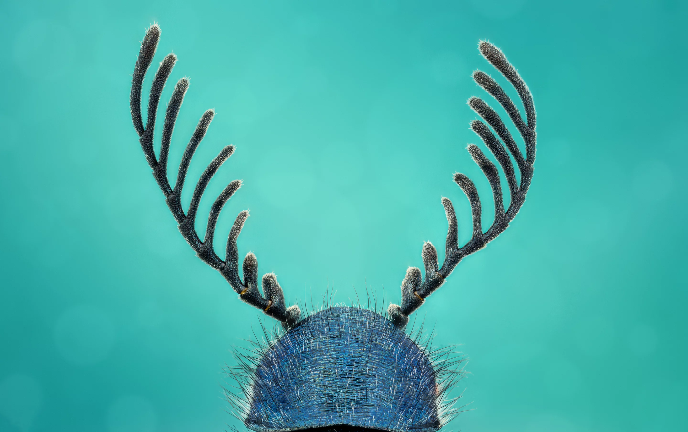 Image of Distinction. Haplomalachius flabellatus antenna