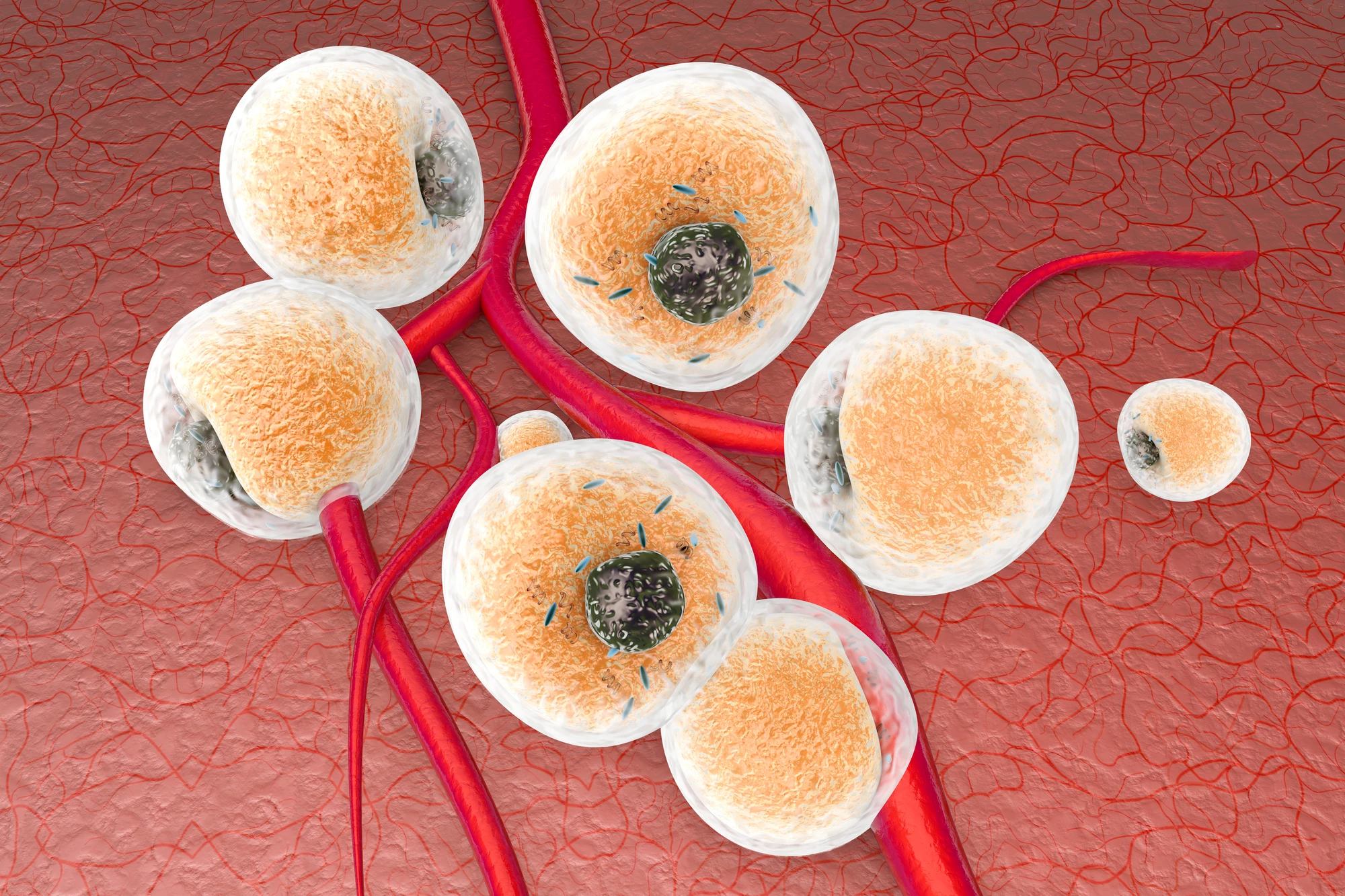 A new understanding of how a type of immune cell can drive beige fat formation in mice could lead to new therapies for obesity