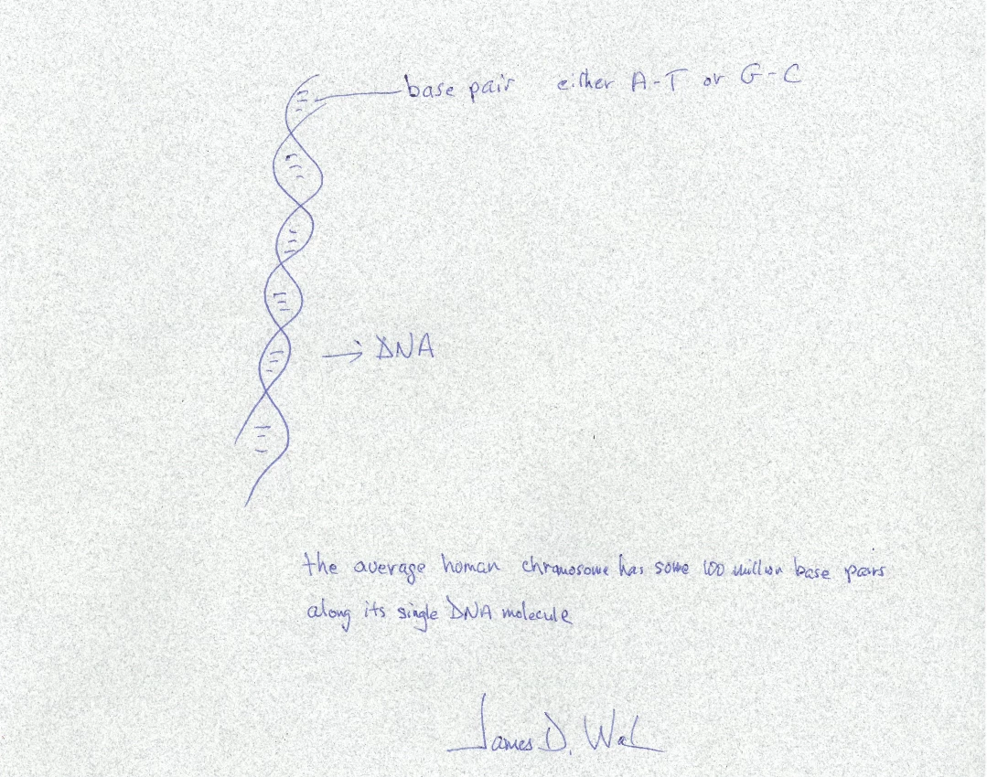 As we suggested, the James Watson autographed diagram of the DNA molecule fetched more than it's $1000 estimate, selling for $7,500, while the Crick & Watson paper sold for $11,250 against an estimate of $5,000 to $7,000.