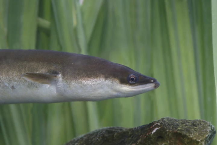 The majority of the environmental DNA found in the study came from eels – although not necessarily giant ones