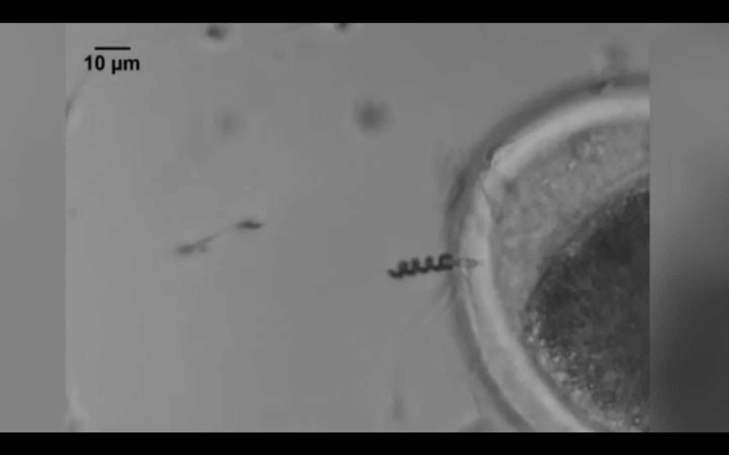 Testing the new technique in petri dishes using a rotating magnetic field to actuate the helical motors, the team was able to wrap around a live sperm cell, drive it to an egg for potential fertilization and then release it
