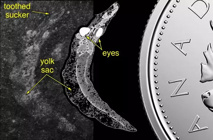 One of the fossil lamprey hatchlings, with a Canadian 25-cent coin for scale