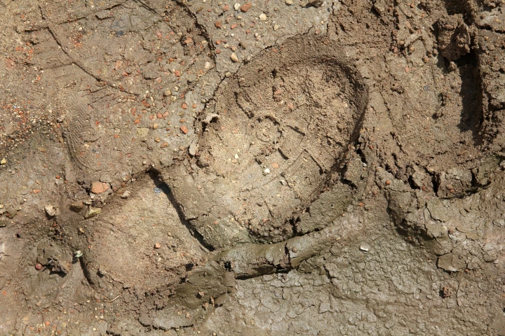 Analysis of the dirt on a suspect's car, shoes or other clothing can be used to establish where a crime took place, where a body is located, or even where a kidnapping victim is currently being held