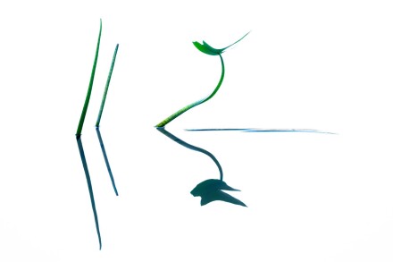 1등, 식물 및 곰팡이 카테고리. "화살촉"