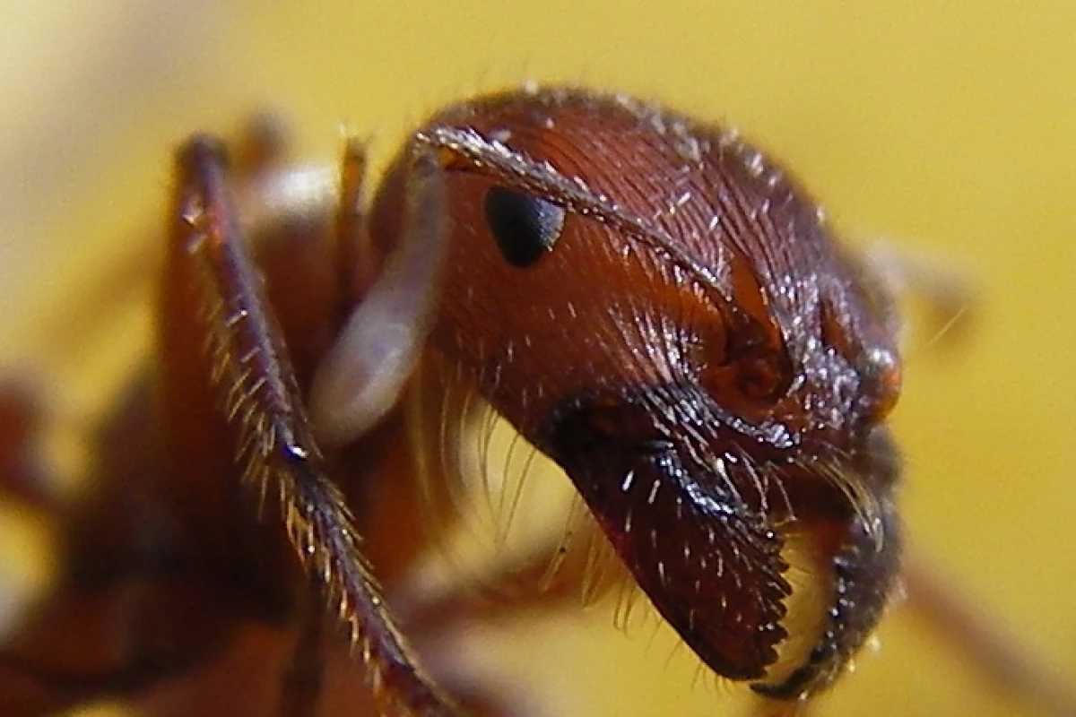 Close up of a red harvester ant (Photo: Sandstein)