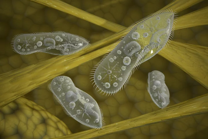 The new type of highly maneuverable microrobot uses a propulsion system inspired by the ciliated organism, the paramecium