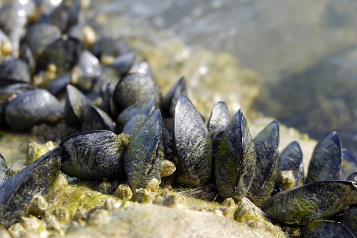 Mussels are able to cling to rocks thanks to a protein known as coacervate