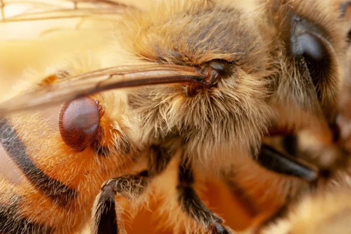 A honeybee with a parasitic Varroa mite attached to its back