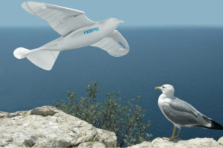 Festo's SmartBird robotic seagull and its herring gull inspiration