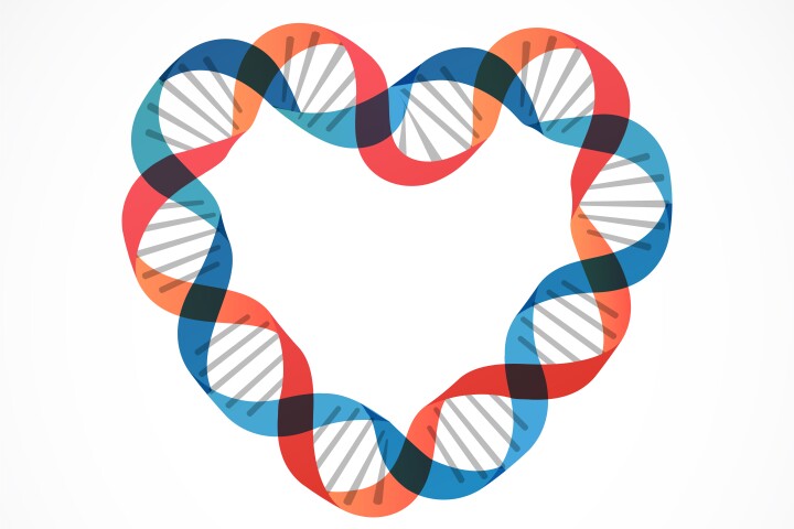 Researchers have discovered a gene mutation that could turn the clock back on aging hearts