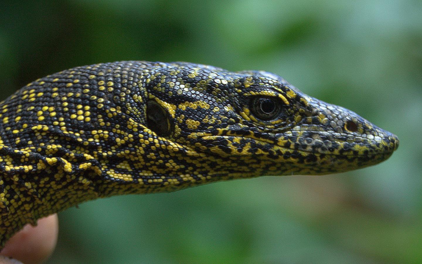 Varanus douarrha is described as "the only large-growing animal endemic to the island that has survived until modern times"