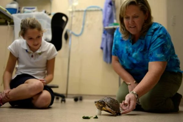 Attaching the prosthetic with a dollop of Gorilla glue and allowing some time to dry, the group then flipped Stumpy over and prepared to put her new limb to the test (Photo: Brittany Lohmiller/Savannah Morning News)