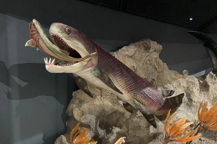 A museum display model of the ancient fish, fossils of which have been found to contain the oldest preserved heart of any vertebrate