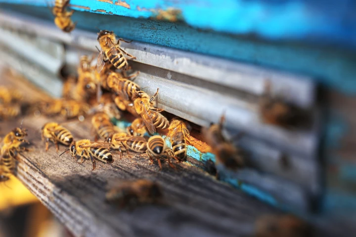 If high levels of pyrethroids are detected in a beehive's honey, authorities can check to see if farmers in the area are using excessive amounts of the pesticides on their crops