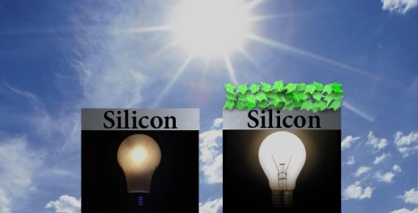 Adding plant proteins greatly enhances silicon solar cells (Image: Julie Turner/Vanderbilt)