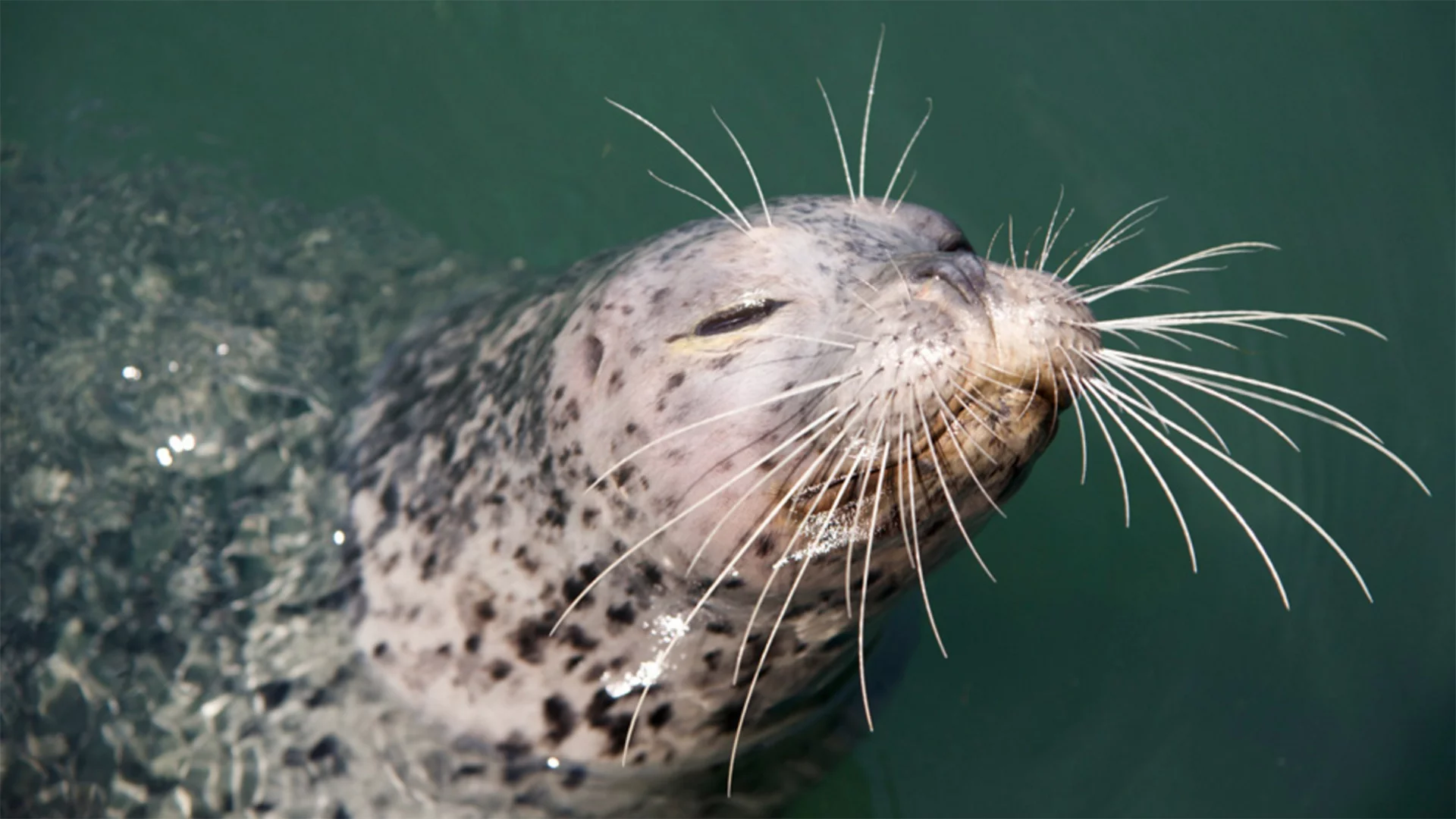 The secrets of the harbor seals' whiskers could be used for making our own sensors