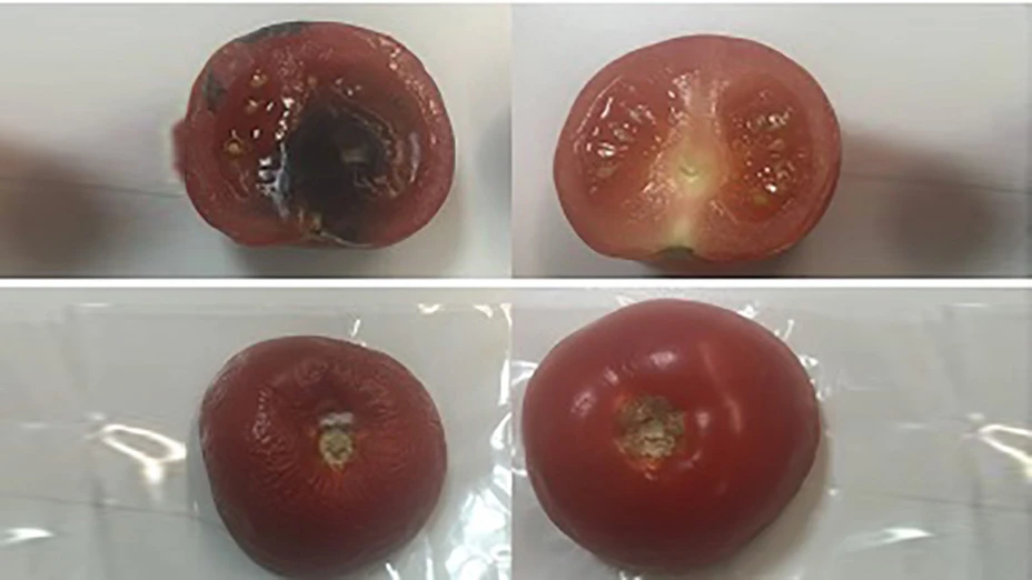 Tomatoes after six days, wrapped in conventional plastic wrap on the left, and those wrapped in the new material on the right