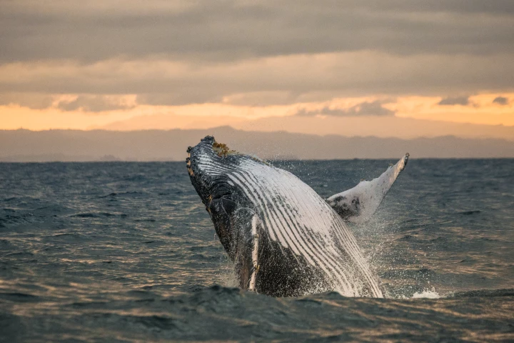 Scientists believe there's more to whale 'play' than previously thought