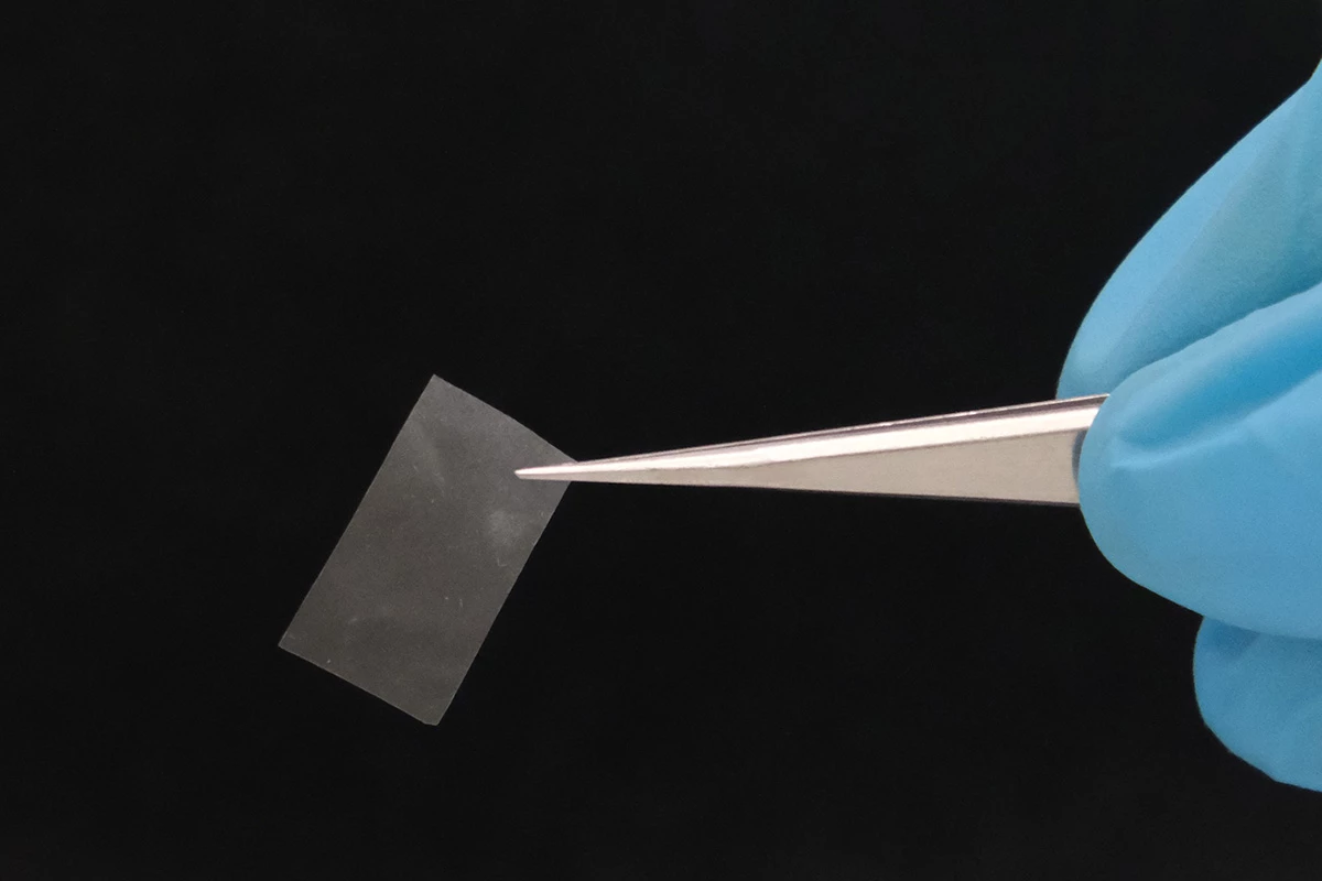This thin mycelial film is almost transparent, has good tensile strength, and could be used as a living bioplastic