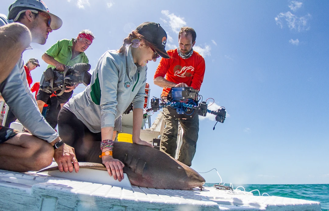 A smaller, handheld version of the Beastcam array allows biologists to scan creatures that it can't in the lab, like sharks