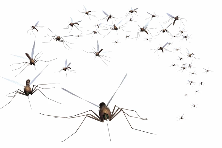 High speed cameras have uncovered the strange mechanisms behind mosquito flight