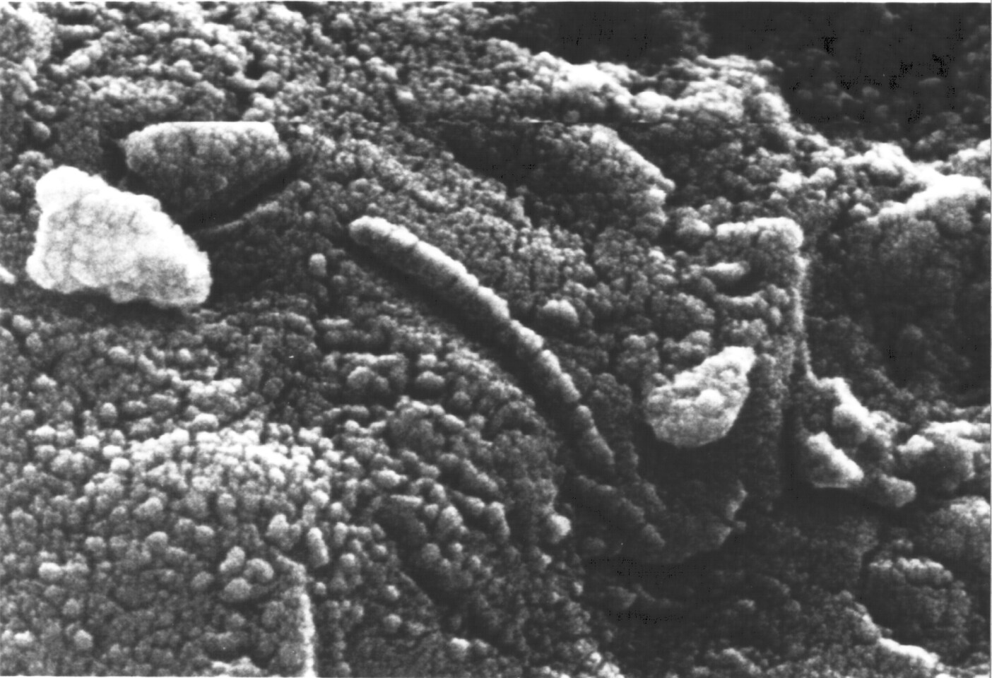 Electron microscope image showing organism-like structures on ALH84001