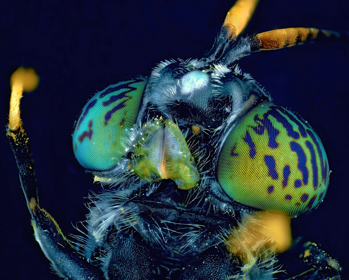 Honorable Mention. Black soldier fly (Hermetia illucens)