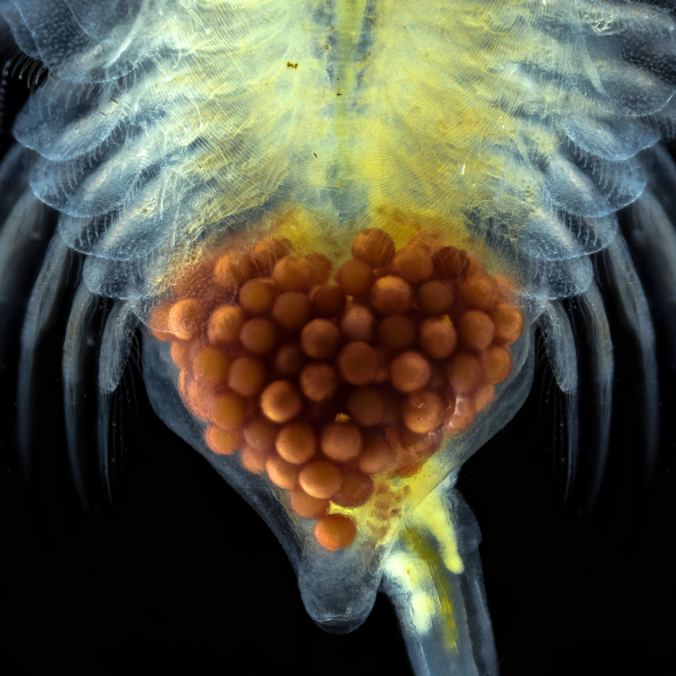Image of Distinction. Eggs inside a brine shrimp