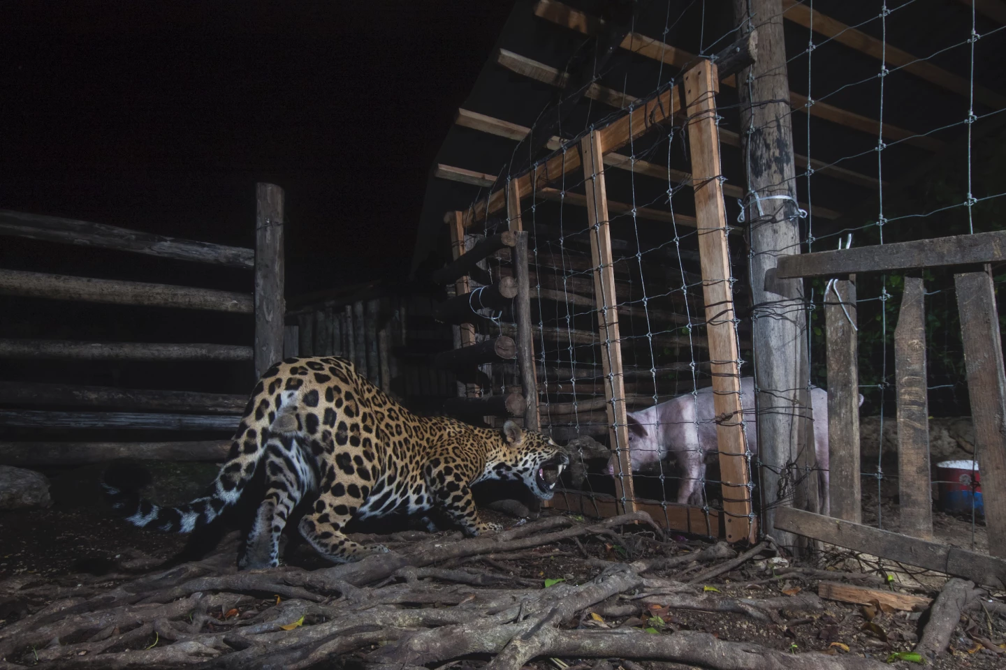 Human/Nature Finalist. Face to Face. Two creatures face off through a woven-wire fence: one predator the other prey; one wild, the other, essentially, manufactured for our use
