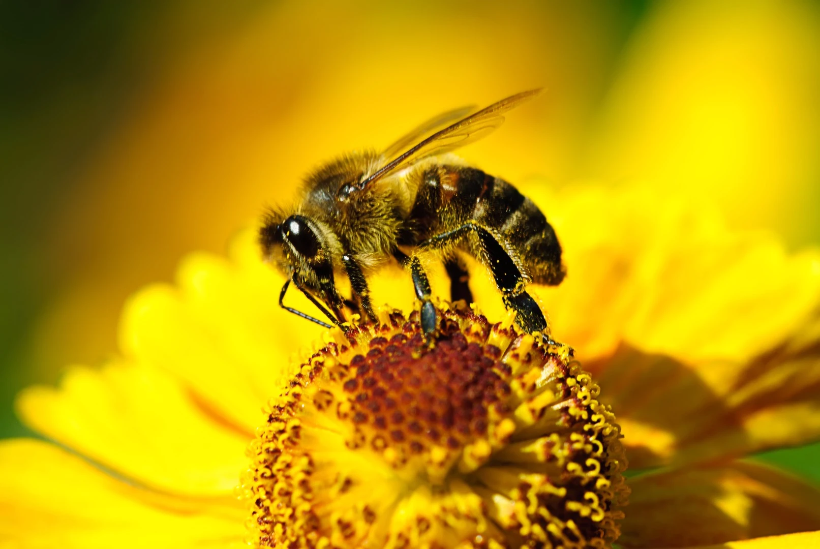 The development of pesticides that eliminate other pests but leave bees unharmed could help arrest the decline of bee populations