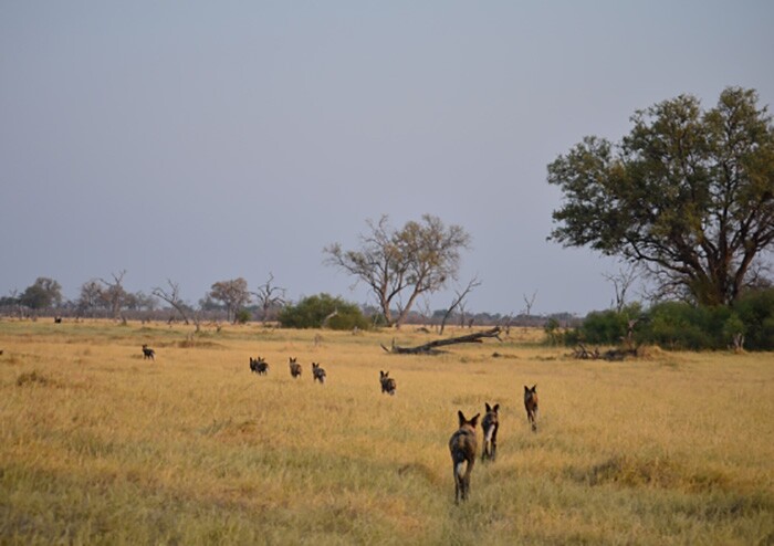New research has found that African wild dogs use sneezes to vote on whether or not the pack should move off and start hunting its next target