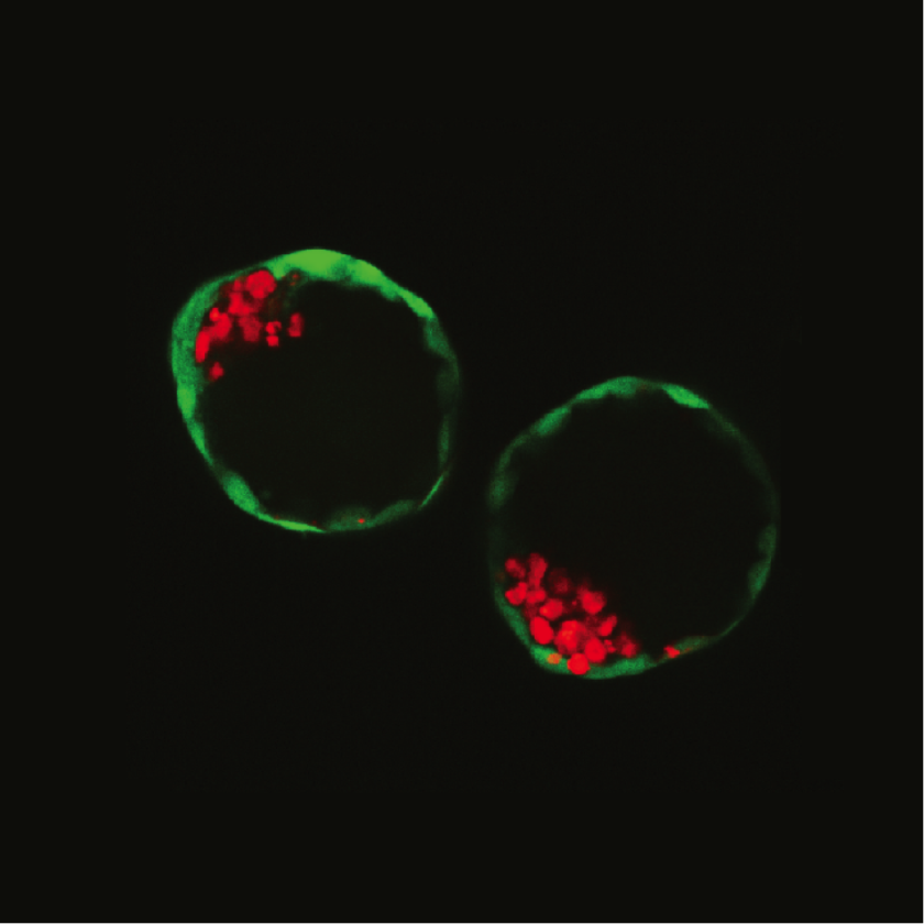 A microscope image of the blastoids created by combining stem cell lines