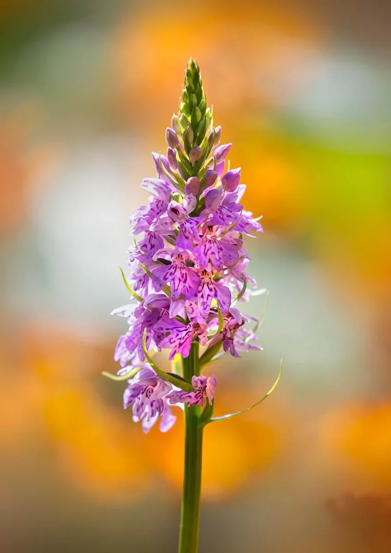 Finalist: Common spotted orchid