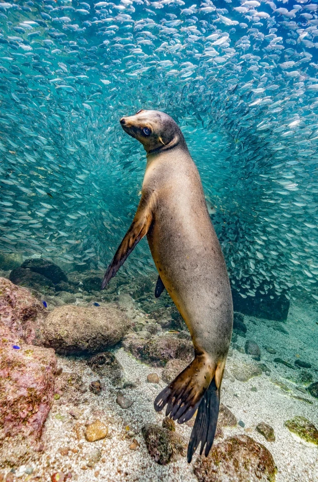 "Sea Lion in Los Islotes" by Glenn Ostle. The overall Photography of the Year winner for the Nature Photography Contest 2023