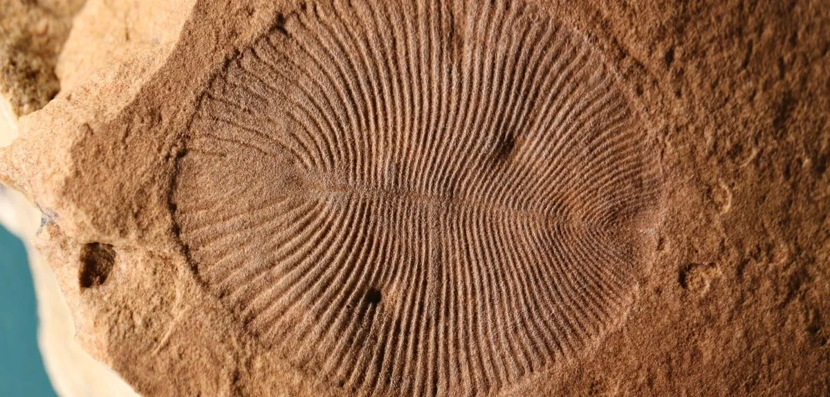 British paelaeontologists have determined that Dickinsonia was indeed an animal