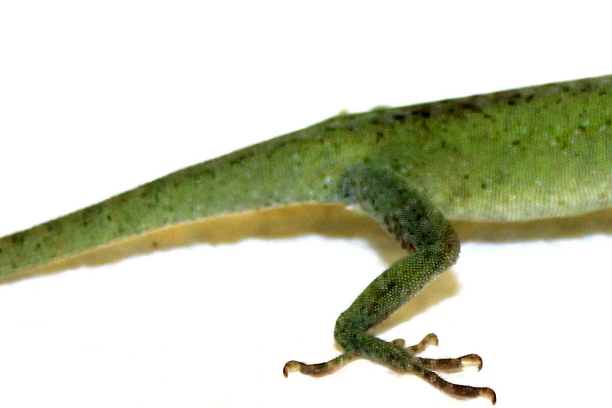 A green anole, that has regrown the end of its tail