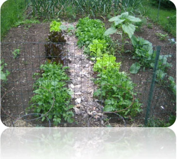 EcoCrade can be used as mulch for your garden, where it will improve moisture retention and add nutrients