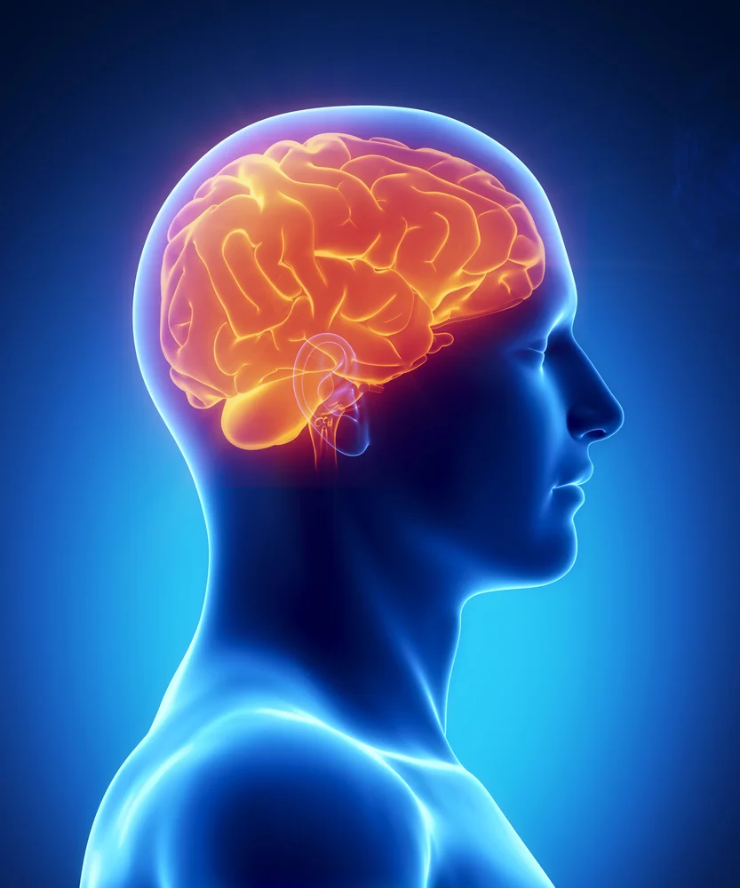 Scientists have cracked the code that the brain uses to vocalize vowels (Image: Shutterstock)