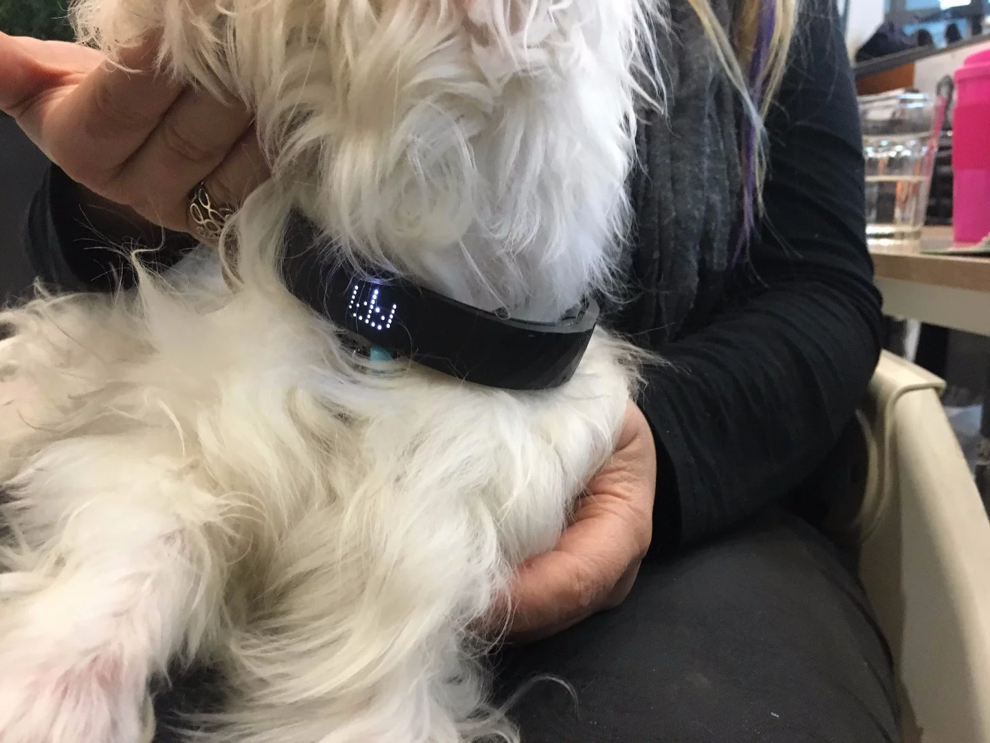 The Kyon Collar will let you know if your dog gets too hot or cold