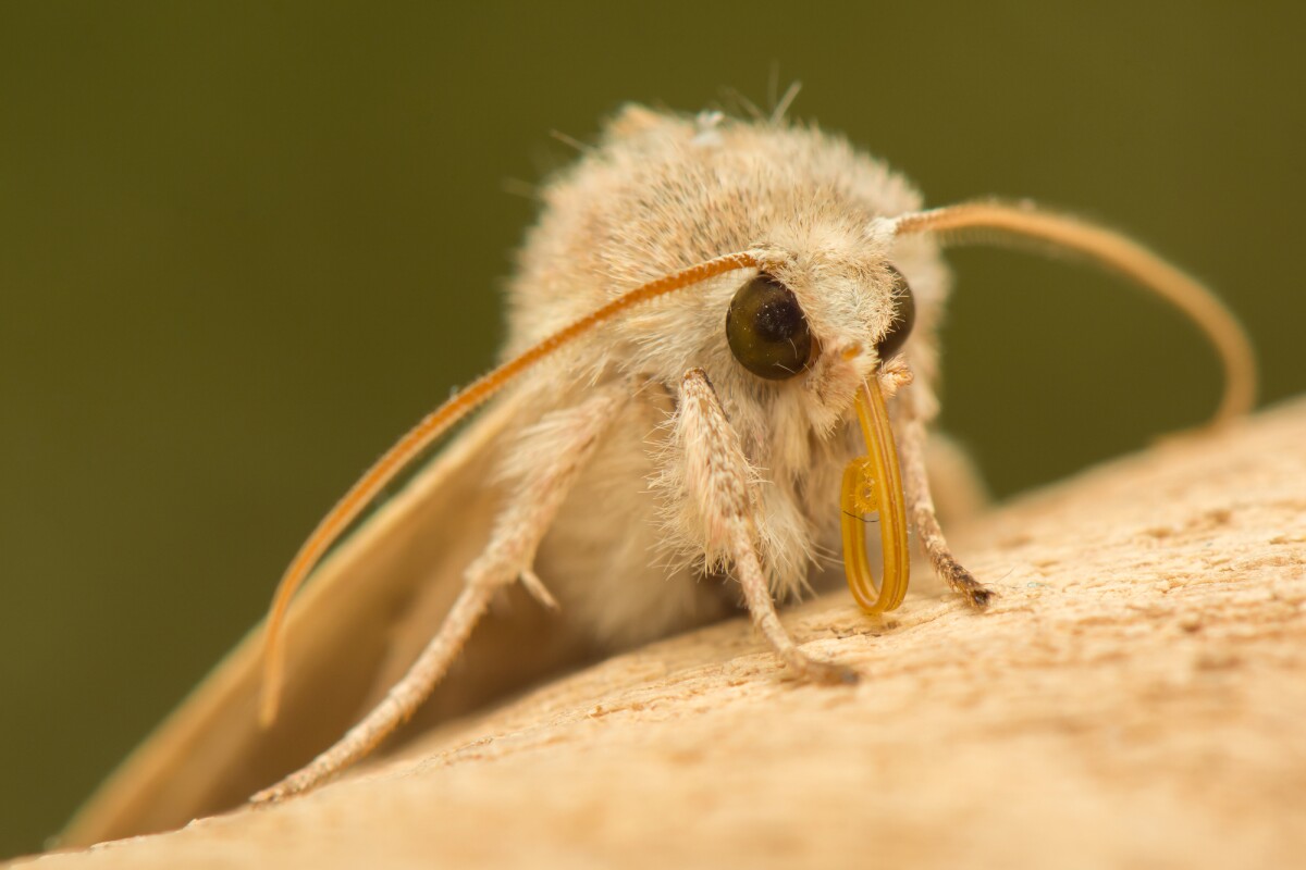 Moth eyes have inspired a number of technological innovations, a list that now includes a new type of anti-icing structure with transparent properties